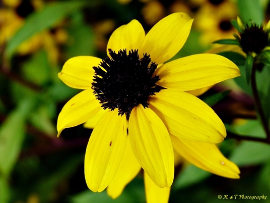 {Rudbeckia triloba}